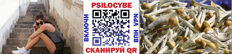 Галлюциногенные грибы Psilocybe  Новочебоксарск 